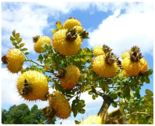 Sod: alles over de krachtigste antioxidant voor je lichaam en huid